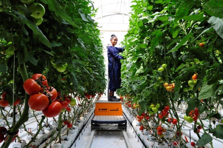 Llegan al mercado las primeras semillas hortícolas producidas por Basf en Etiopía