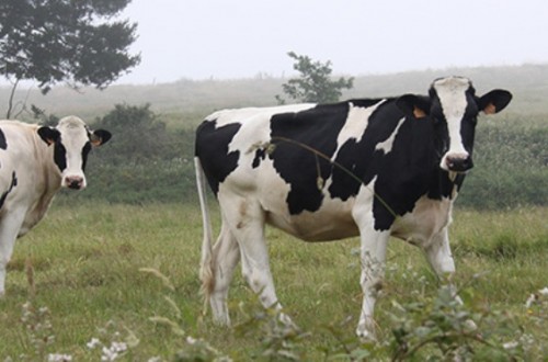 Los auditores europeos concluyen que la orientación de las ayudas a los productores de leche entre 2014 y 2016 fue inadecuada