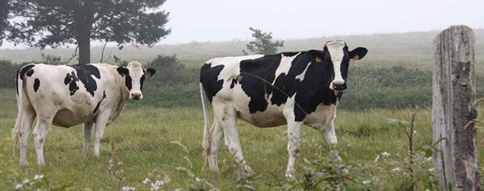 Los auditores europeos concluyen que la orientación de las ayudas a los productores de leche entre 2014 y 2016 fue inadecuada