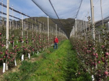 Retos para una fruticultura eficiente y sostenible