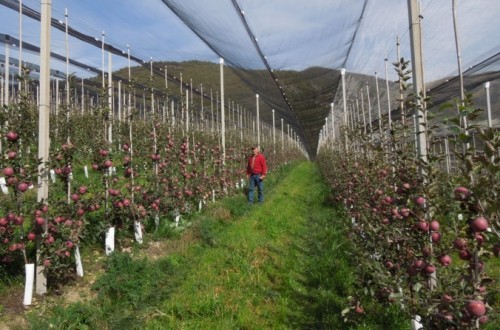 Retos para una fruticultura eficiente y sostenible