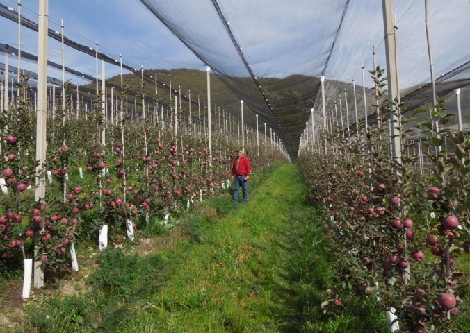 Retos para una fruticultura eficiente y sostenible