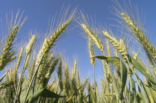 Claves para la mejora del rendimiento de los cereales