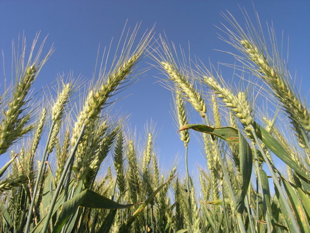 Claves para la mejora del rendimiento de los cereales