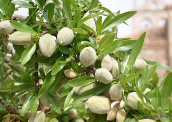 Smart Almond: cerrando la brecha del conocimiento y la tecnología para llevar el riego de precisión al cultivo del almendro