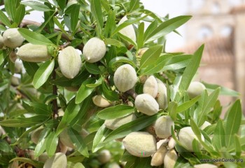 Smart Almond: cerrando la brecha del conocimiento y la tecnología para llevar el riego de precisión al cultivo del almendro