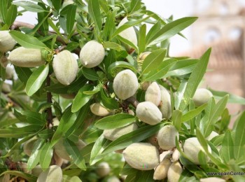 Smart Almond: cerrando la brecha del conocimiento y la tecnología para llevar el riego de precisión al cultivo del almendro