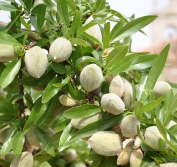 Las previsiones apuntan una recuperación de la producción de frutos secos, con un registro histórico para la almendra