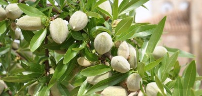 Smart Almond: cerrando la brecha del conocimiento y la tecnología para llevar el riego de precisión al cultivo del almendro