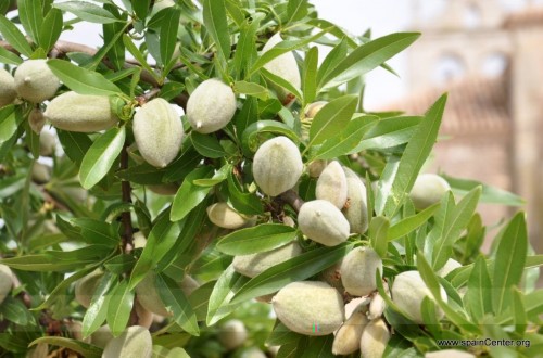 Smart Almond: cerrando la brecha del conocimiento y la tecnología para llevar el riego de precisión al cultivo del almendro