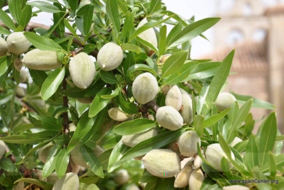 Smart Almond: cerrando la brecha del conocimiento y la tecnología para llevar el riego de precisión al cultivo del almendro