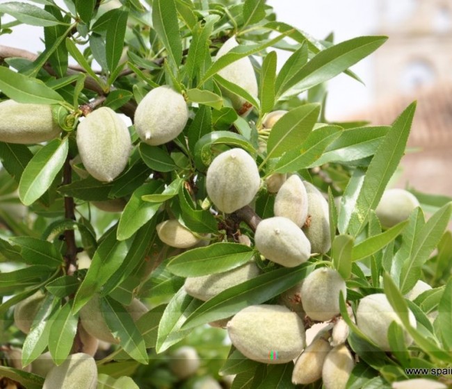 Smart Almond: cerrando la brecha del conocimiento y la tecnología para llevar el riego de precisión al cultivo del almendro