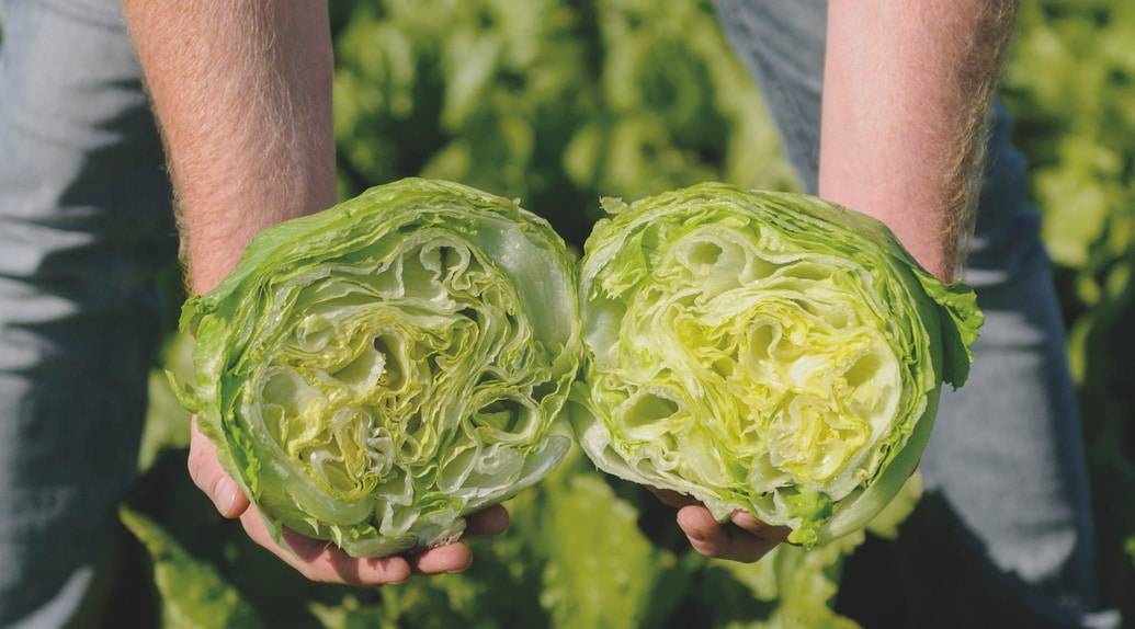 Las variedades de lechuga de Bejo resistentes a la nueva raza de Bremia