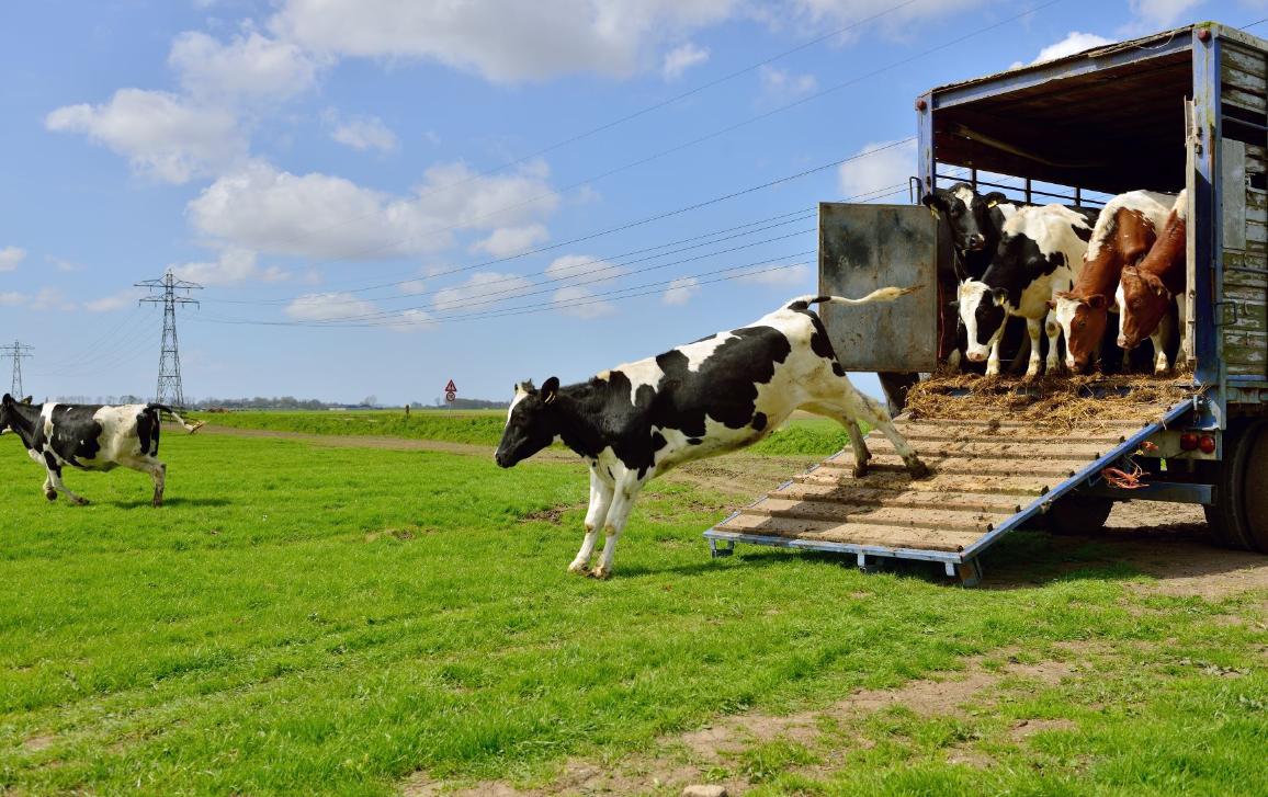 La CE invertirá 600 M€ para apoyar la investigación y la innovación en agroecología y salud y bienestar animal