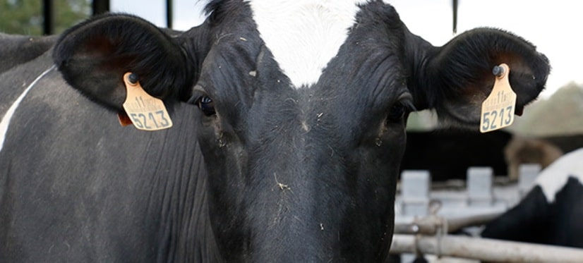 Las OPAs denuncian “injerencias” para “reventar” el estudio de la cadena de valor de la leche