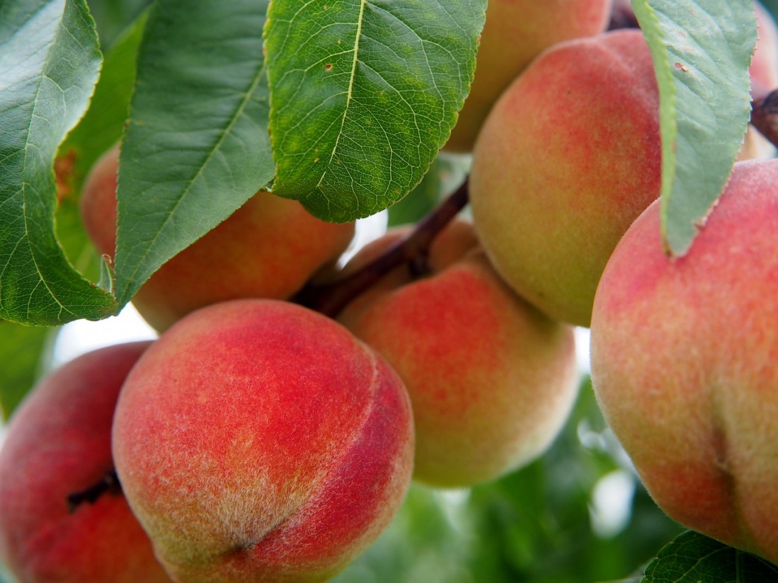 Alertan de una distorsión en el mercado de fruta de hueso con menos kilos y menor precio