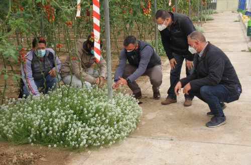 Los agricultores como promotores del control biológico en invernaderos en el proyecto H2020 IPMWorks