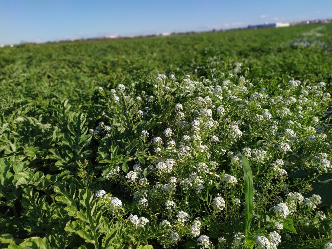 Efecto de la introducción del aliso intercalado en el cultivo de sandía sobre la abundancia de plagas y enemigos naturales