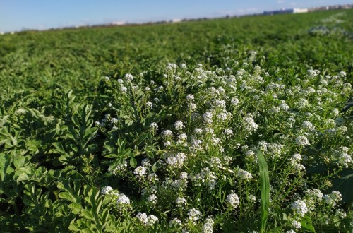 Efecto de la introducción del aliso intercalado en el cultivo de sandía sobre la abundancia de plagas y enemigos naturales