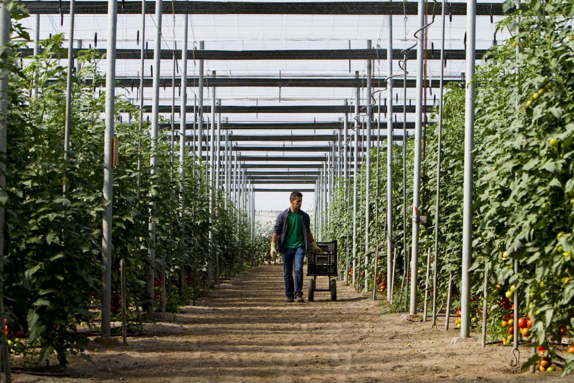 La interprofesional Hortiespaña pide una mayor defensa de los intereses del sector hortofrutícola ante la UE