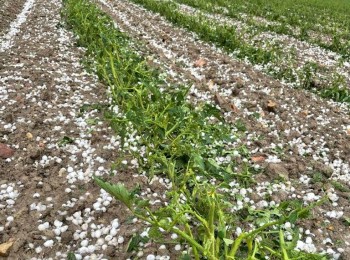 Asaja alerta de pérdidas del 70% en cultivos por las tormentas de granizo en Castilla-La Mancha