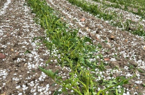 Asaja alerta de pérdidas del 70% en cultivos por las tormentas de granizo en Castilla-La Mancha