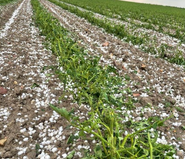 Las indemnizaciones al agro por las tormentas de pedrisco de las dos últimas semanas superan los 30 M€