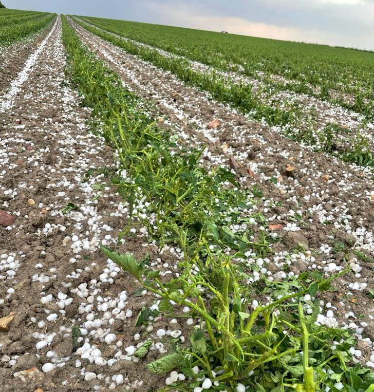 Las indemnizaciones al agro por las tormentas de pedrisco de las dos últimas semanas superan los 30 M€