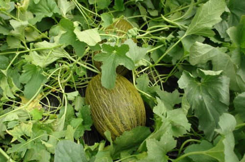 Comienza la recolección con más sandía y menos melón sembrado en Castilla-La Mancha
