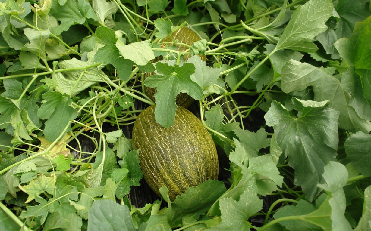 Comienza la recolección con más sandía y menos melón sembrado en Castilla-La Mancha