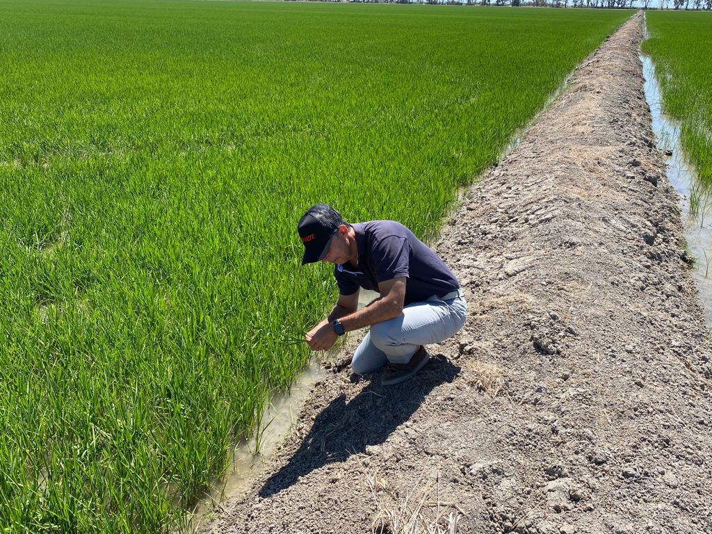 Brandt desarrolla una tecnología que disminuye el impacto de la salinidad sobre el cultivo del arroz