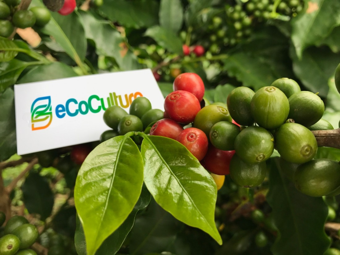 Ecoculture avanza en América Latina y prepara su llegada a Oriente Próximo