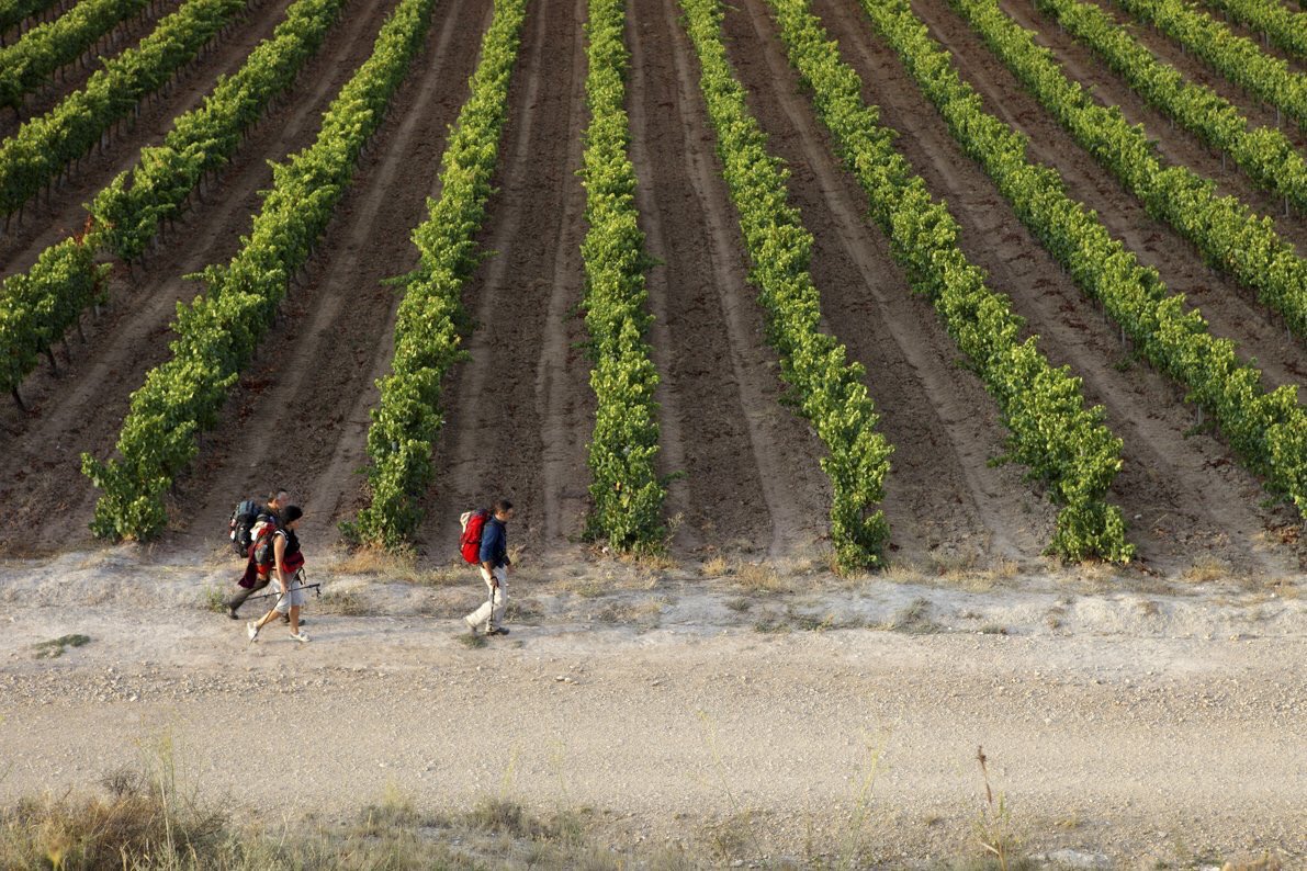 Reparto territorial de 126,1 M€ para reestructuración e inversiones del PASVE vitivinícola