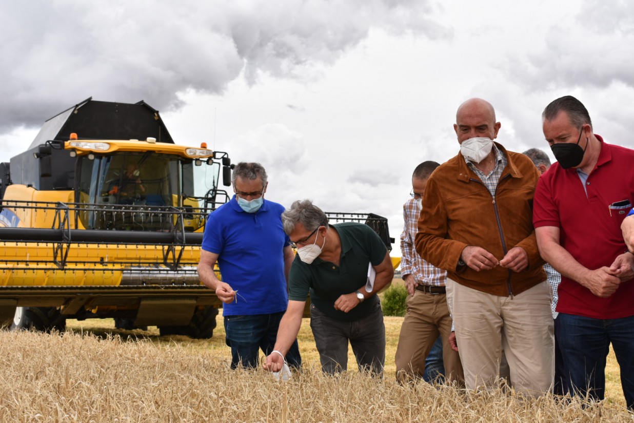 El “granero” de España prevé una cosecha de 7 Mt de cereal de invierno en 2021/22