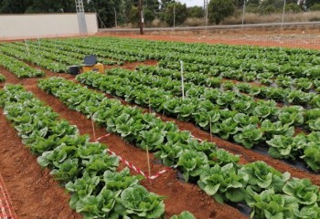 Influencia de distintos sistemas de semiforzado sobre la eficiencia en el uso de agua de riego en cultivos hortícolas al aire libre