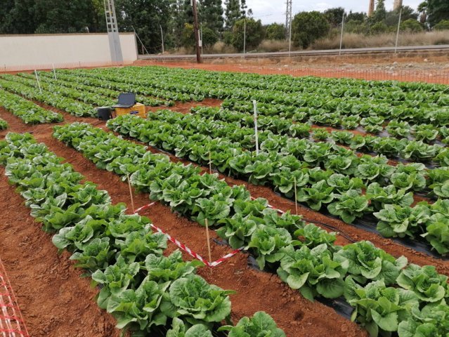 Influencia de distintos sistemas de semiforzado sobre la eficiencia en el uso de agua de riego en cultivos hortícolas al aire libre