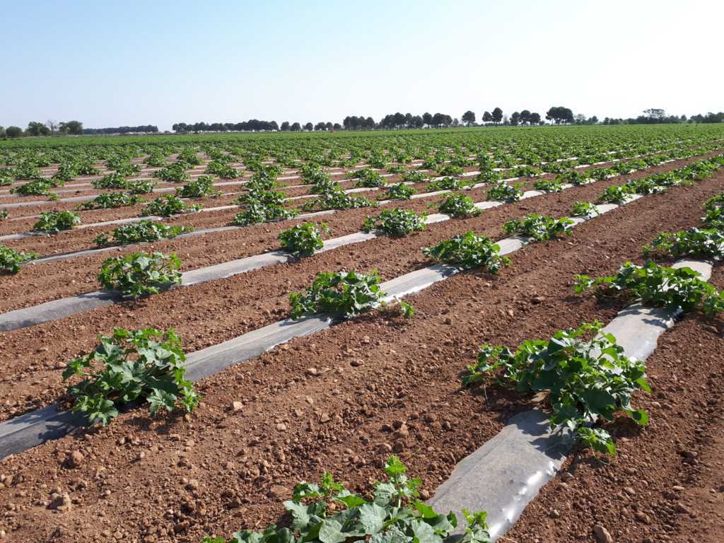 El sector del melón y la sandía de Castilla-La Mancha confía en la exportación para elevar precios
