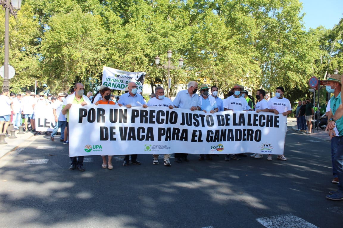 Un millar de ganaderos lácteos andaluces protestan por la complicada situación del sector