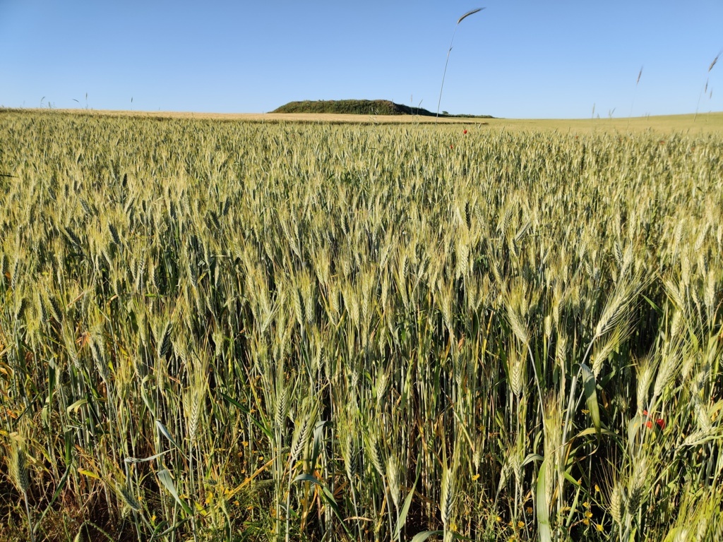 Abonados ya 35 M€ en indemnizaciones por daños en cultivos herbáceos