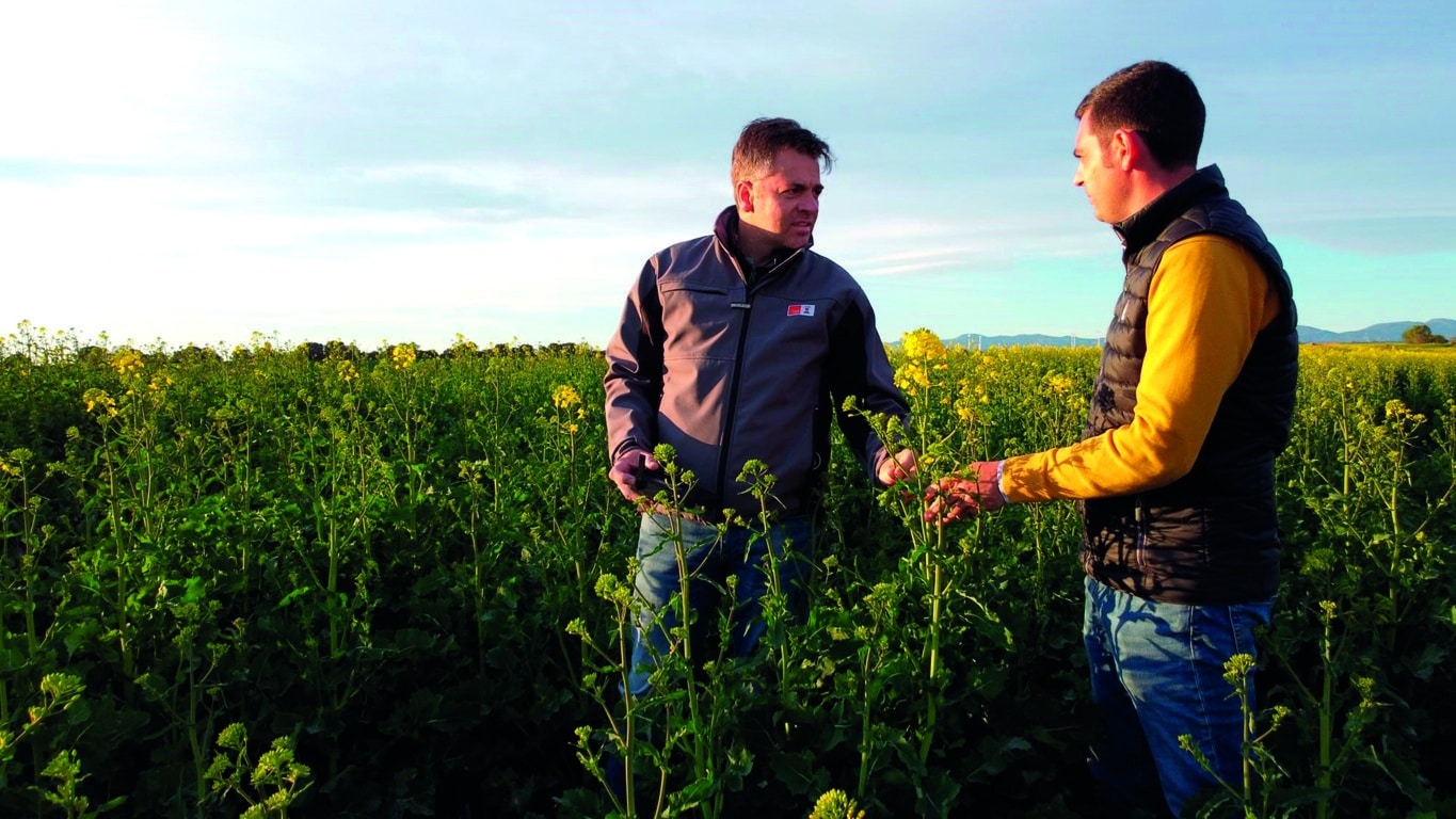 KWS lanza una campaña de apoyo técnico a la colza híbrida, un cultivo con presente y mucho futuro