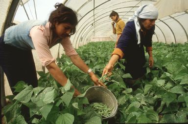 El MAPA espera que al menos 500 jóvenes agricultores accedan al Programa CULTIVA de formación en explotaciones modelo