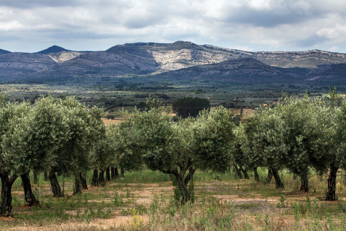Cooperativas rebaja sus estimaciones de producción de aceite de oliva por la falta de lluvias