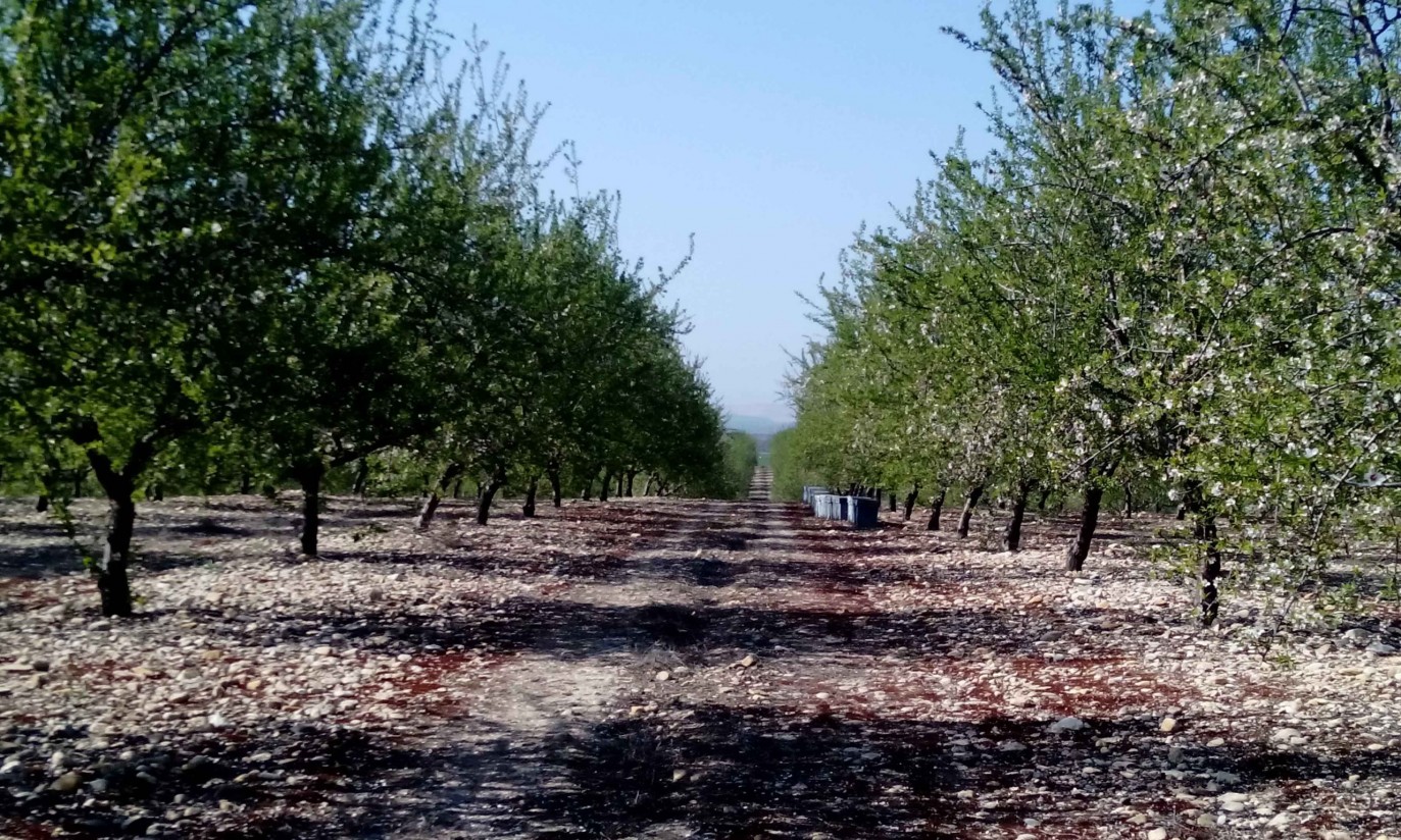 Murcia prepara su I Congreso de Agricultura Ecológica