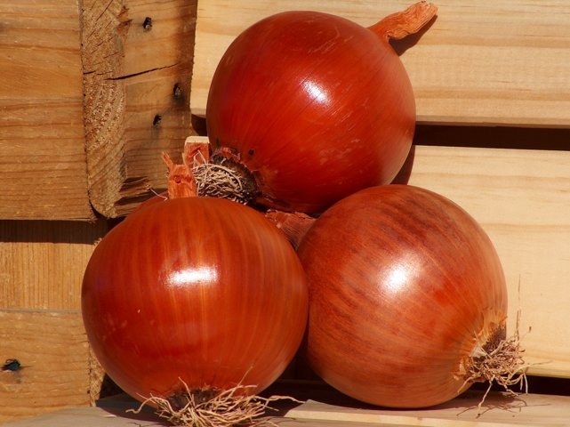 Bejo analiza las claves en el manejo de la cebolla para conservación