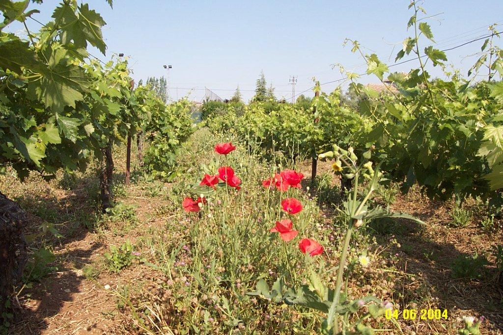 La superficie de cultivo con prácticas ecológicas aumentó un 3,5% sumando casi 2,44 Mha en 2020