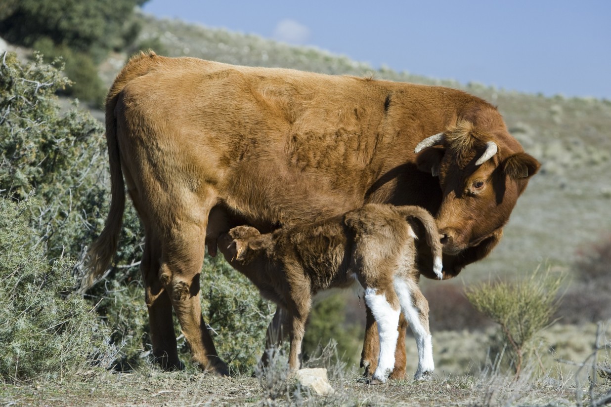 De Heus lanza un nuevo programa nutricional para optimizar el ciclo reproductivo de las vacas nodrizas