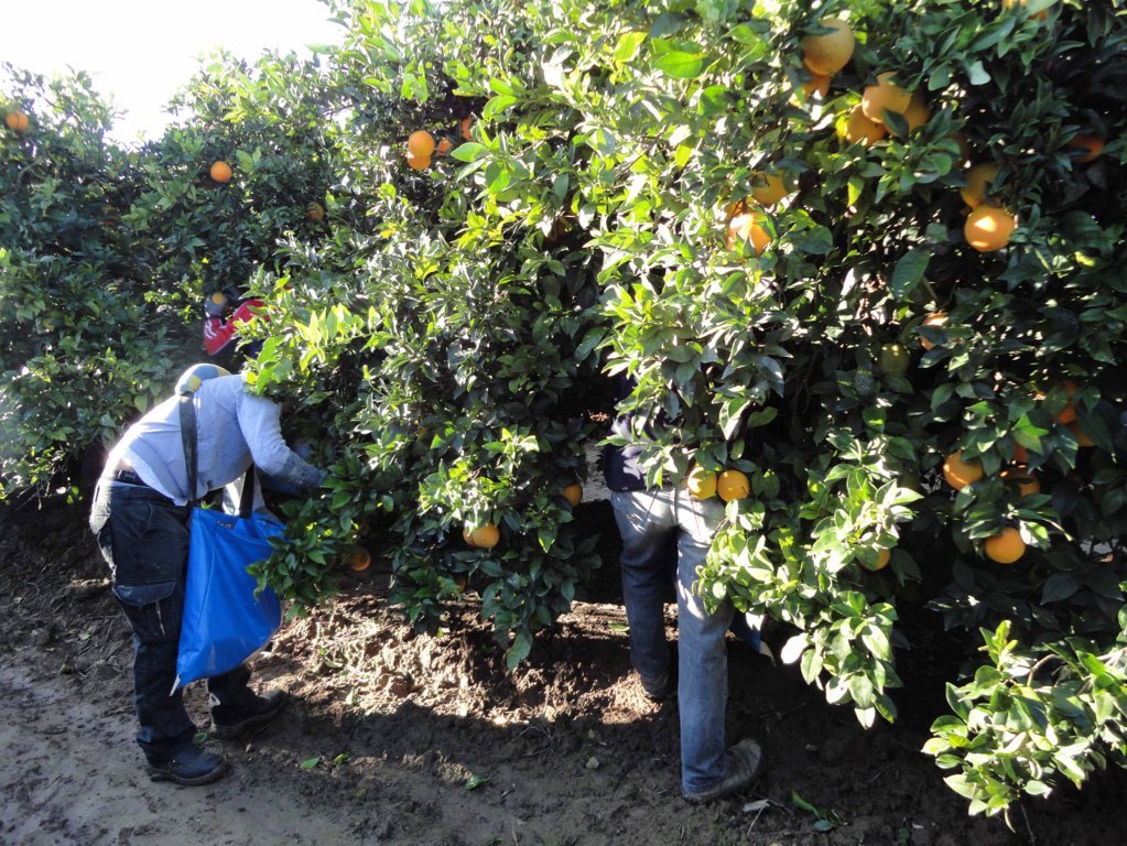 Encuesta EPA: la ocupación en agricultura aumenta en 13.100 personas en el segundo trimestre
