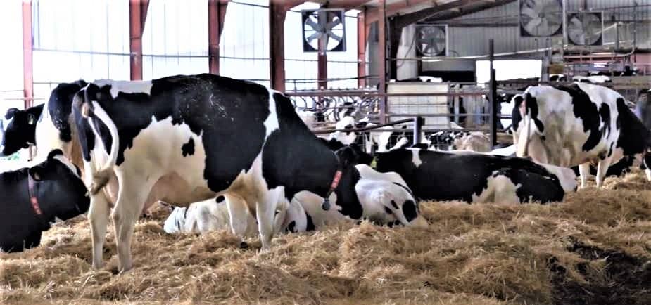 Pérdidas de 1.231 a 1.464 €/mes de media por granja por los bajos precios de la leche de vaca en los últimos tres años