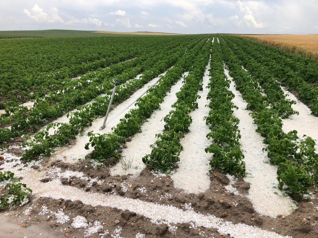 Más de 111 M€ de indemnizaciones del seguro agrario por siniestros en el campo durante junio