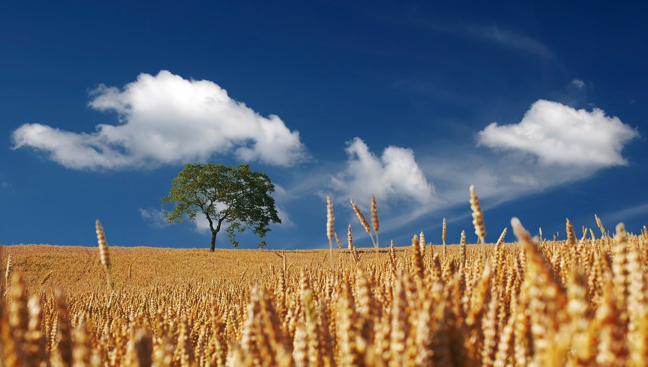 COPA-Cogeca prevé mayores cosechas de cereales y oleaginosas en la UE en la nueva campaña 2021/22